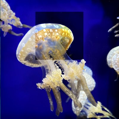 Up into the&nbsp;Ocean